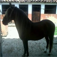 Pegaso